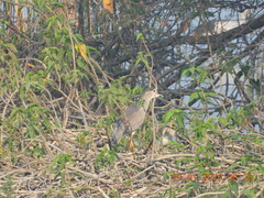 Nycticorax nycticorax