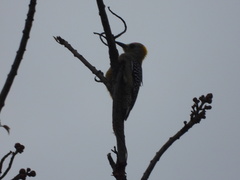 Melanerpes hoffmannii