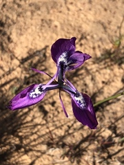 Moraea cuspidata