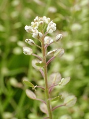 Lepidium nitidum