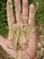 Plagiobothrys collinus