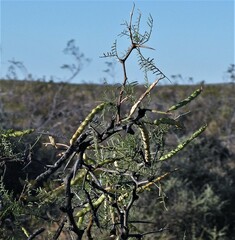 Prosopis alpataco