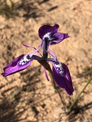 Moraea cuspidata