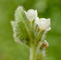 Plagiobothrys collinus