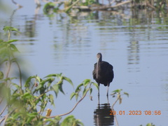 Plegadis falcinellus