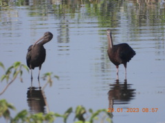 Plegadis falcinellus