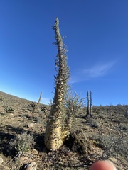 Fouquieria columnaris