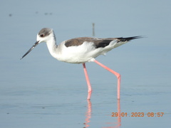 Himantopus himantopus