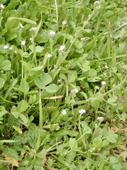 Plagiobothrys collinus