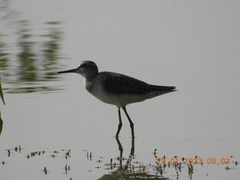 Tringa glareola