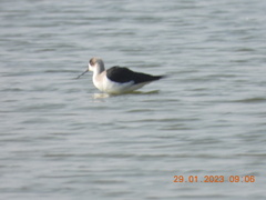 Himantopus himantopus