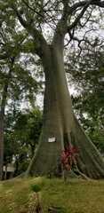 Ceiba trischistandra