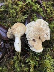 Hydnum melleopallidum