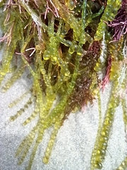 Chaetomorpha coliformis