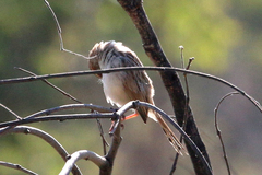 Cisticola rufilatus