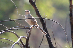 Cisticola rufilatus