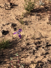 Moraea cuspidata