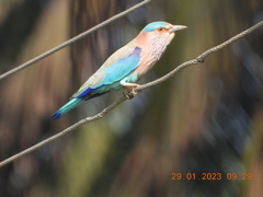 Coracias benghalensis