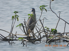 Nycticorax nycticorax