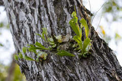 Prosthechea boothiana