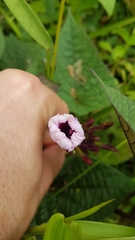 Ipomoea tiliacea