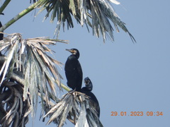 Phalacrocorax carbo