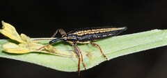 Rhinotia lineata