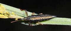 Rhinotia lineata