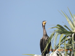 Phalacrocorax carbo
