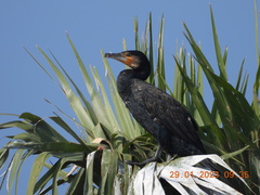 Phalacrocorax carbo