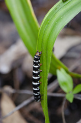 Xanthopastis regnatrix