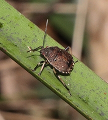 Platycoris