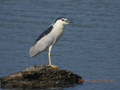 Nycticorax nycticorax