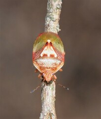 Eupolemus angularis