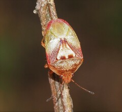 Eupolemus angularis
