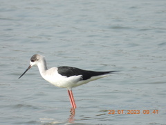 Himantopus himantopus