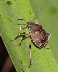 Platycoris