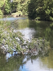 Ardea cinerea