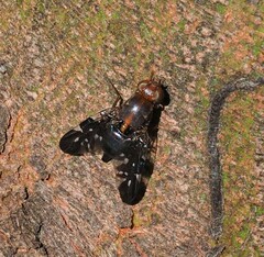 Acanthonevroides basalis