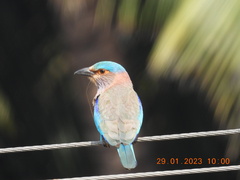 Coracias benghalensis