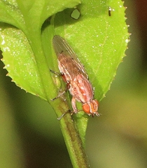 Helosciomyza