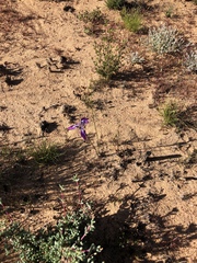 Moraea cuspidata