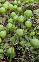 Asterella palmeri