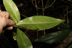 Planchonella australis