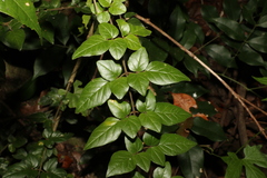 Jasminum singuliflorum