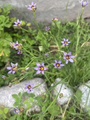 Sisyrinchium platense