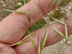 Avena barbata