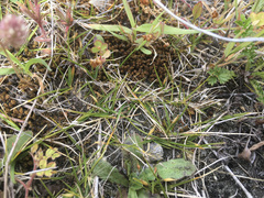 Zoysia minima