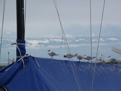 Chroicocephalus ridibundus