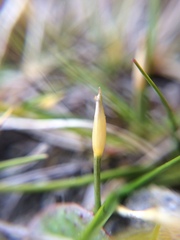 Zoysia minima